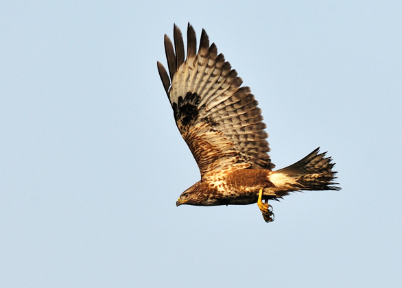 Buteo buteo